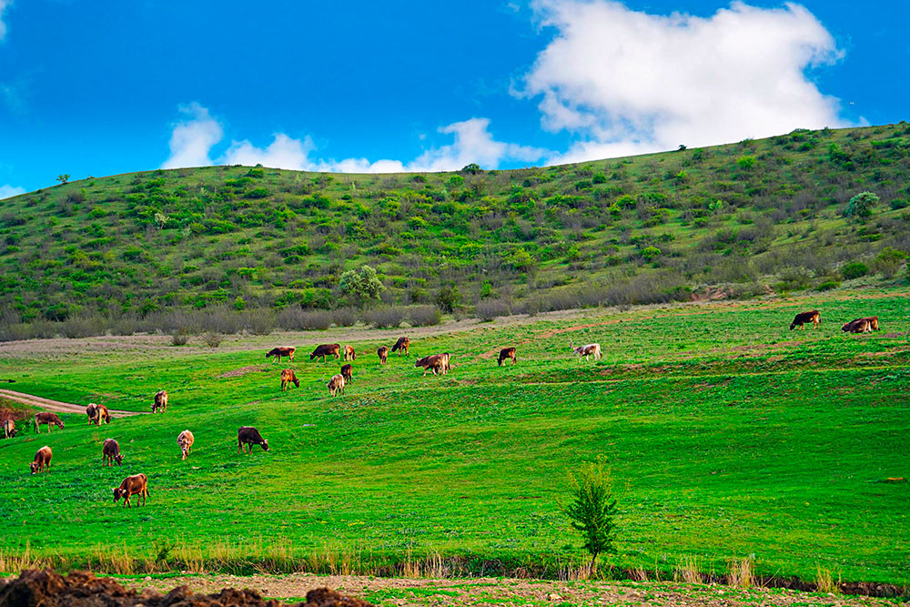 Пастбище, экопастбище, пастбищные сеялки, луговые сеялки, луговые ...